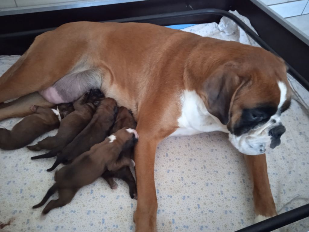 Naissance chiots 