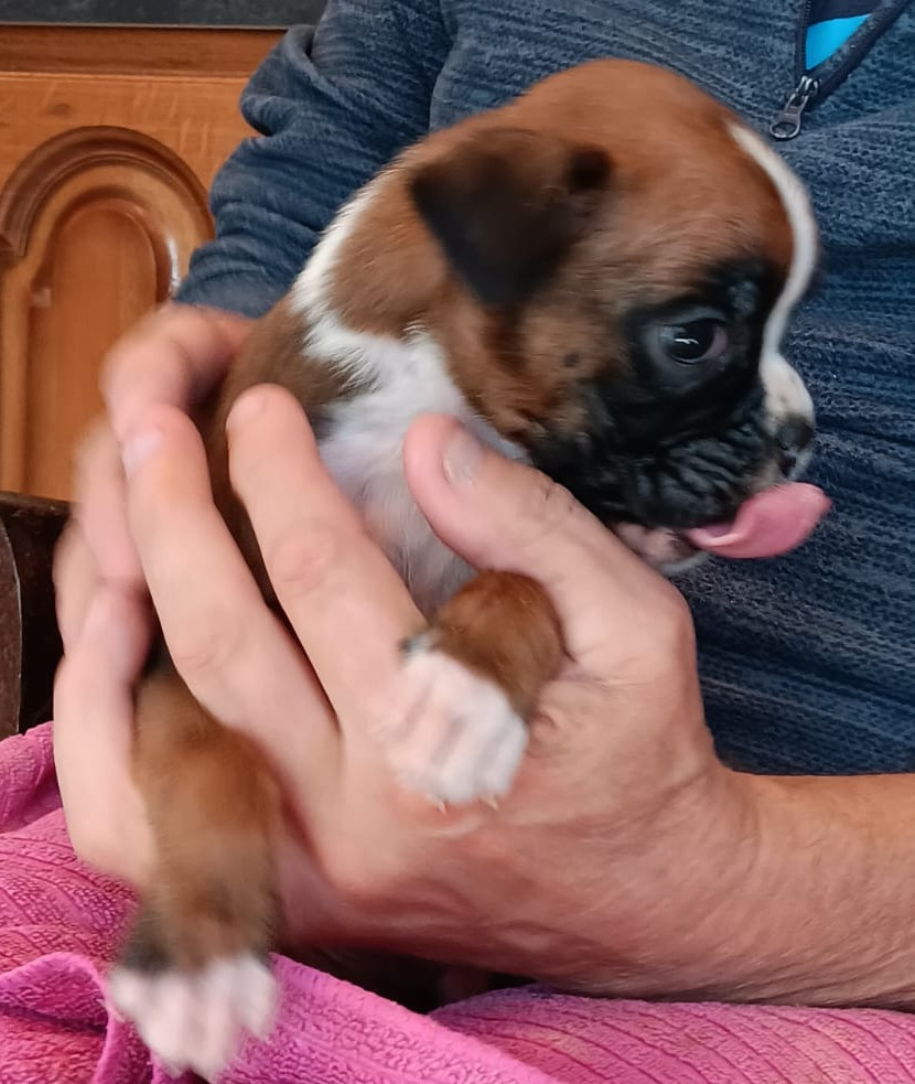 Des Gardiens De La Nole - Chiots disponibles - Boxer
