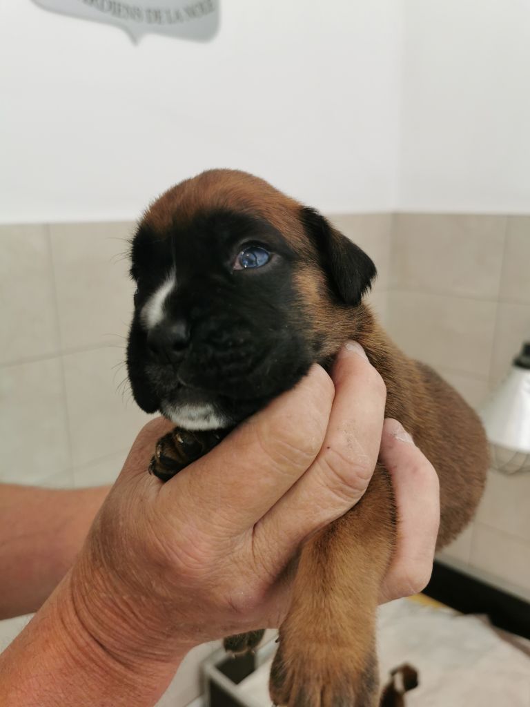 Des Gardiens De La Nole - Chiots disponibles - Boxer
