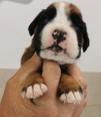 Chiot numéro 5
