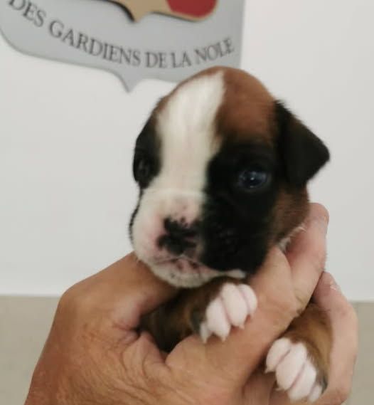Des Gardiens De La Nole - Chiots disponibles - Boxer