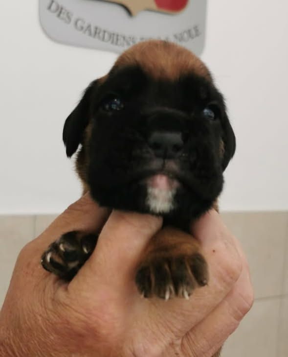 Des Gardiens De La Nole - Chiots disponibles - Boxer