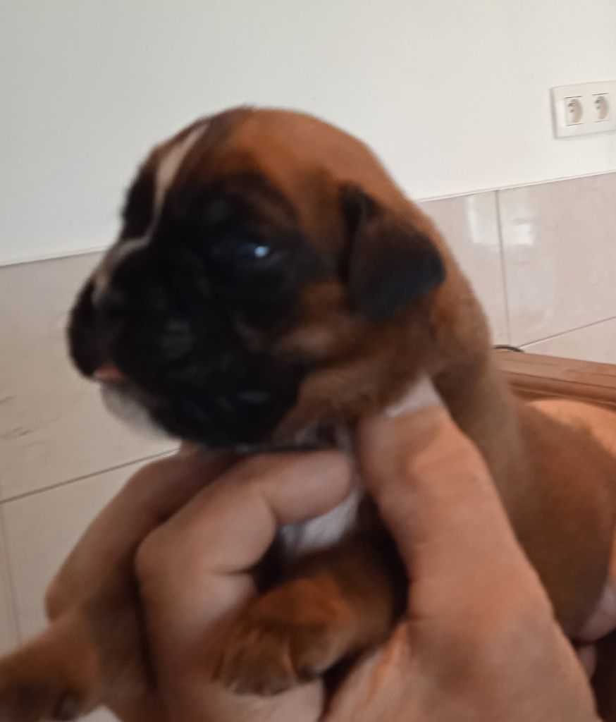 Des Gardiens De La Nole - Chiots disponibles - Boxer